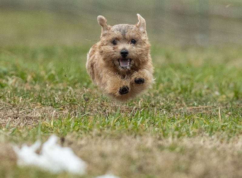 A Compact Working Dog